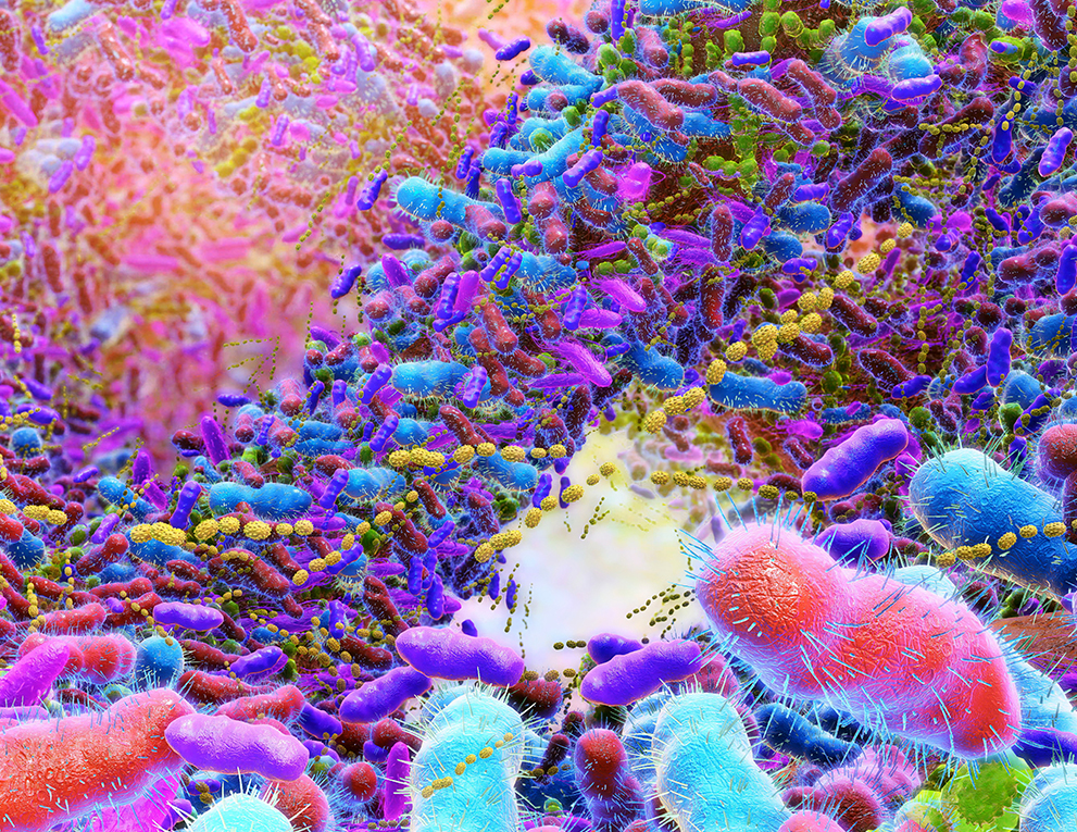 こんにちは!腸内細菌の役割とは?【腸内環境を改善する方法】